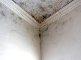 Mold Odor Removal Services in Alpine, CA